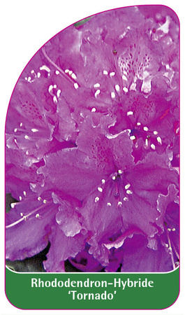 Rhododendron-Hybride 'Tornado'