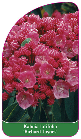 Kalmia latifolia 'Richard Jaynes'