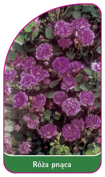 Urcarea trandafirului Nr. 317 A