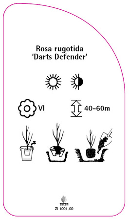 Rosa rugotida 'Darts Defender'