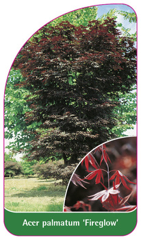 Acer palmatum 'Fireglow'