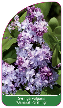 Syringa vulgaris 'General Pershing'