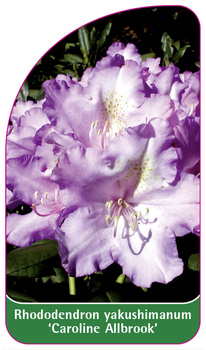 Rhododendron yakuschimanum 'Caroline Allbrook'