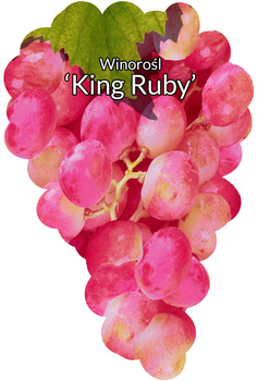 Winorośl King Ruby