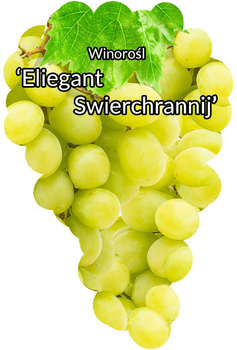 Winorośl Eliegant Swierchrannij