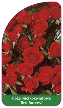 Róza wielkokwiatowa 'Red Success' Nr. 542
