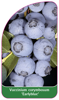 Vaccinium corymbosum 'Earlyblue'