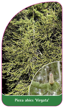 Picea abies 'Virgata'