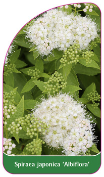 Spiraea japonica 'Albiflora'