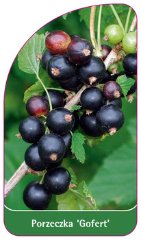 Porzeczka 'Gofert'