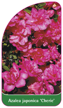 Azalea japonica 'Cherie'