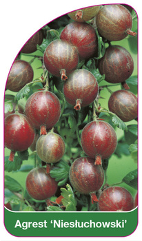 Agrest 'Niesłuchowski'