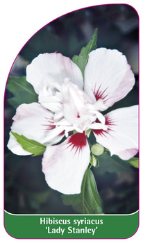 Hibiscus syriacus 'Lady Stanley'