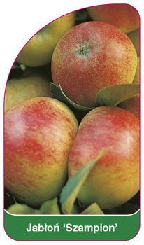 Jabłoń 'Szampion'