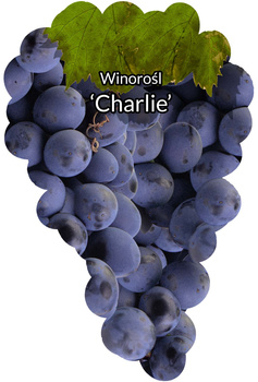 Winorośl Charlie