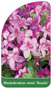 Rhododendron simsii 'Rosalie'