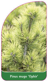 Pinus mugo 'Ophir'