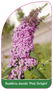 Buddleia davidii 'Pink Delight'