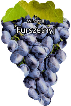 Winorośl Furszetnyj
