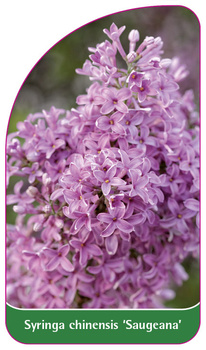 Syringa chinensis 'Saugeana'