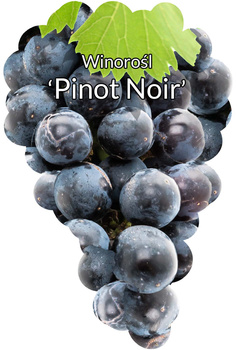 Winorośl Pinot Noir