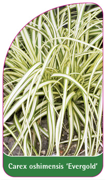 Carex oshimensis 'Evergold'