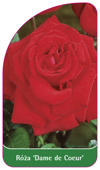 Roza 'Dame de Coeur'