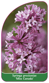 Syringa prestoniae 'Miss Canada'