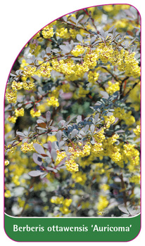 Berberis ottawensis 'Auricoma'