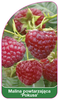 Malina powtarzajaca 'Pokusa'