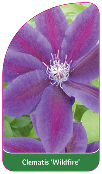 Clematis 'Wildfire'