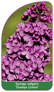 Syringa vulgaris 'Znamya Lenina' (The Banner of Lenin)