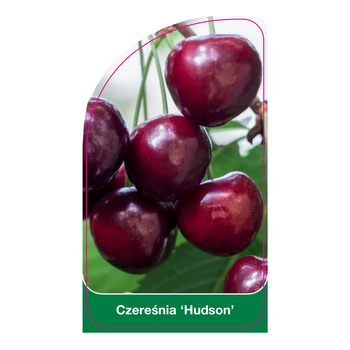 Czereśnia 'Hudson'