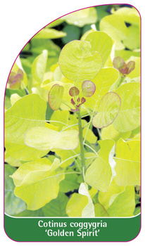 Cotinus coggygria 'Golden Spirit'