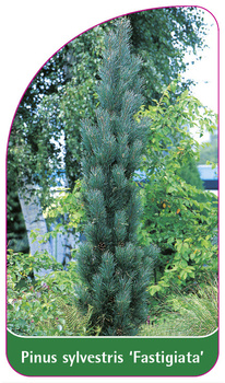 Pinus sylvestris 'Fastigiata'