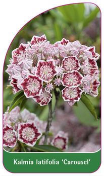 Kalmia latifolia 'Carousel'