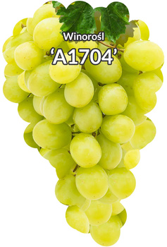 Winorośl A1704
