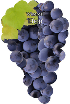 Winorośl Efiop