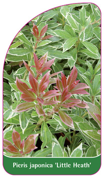 Pieris japonica 'Little Health'