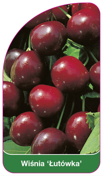 Wiśnia 'Lutówka'