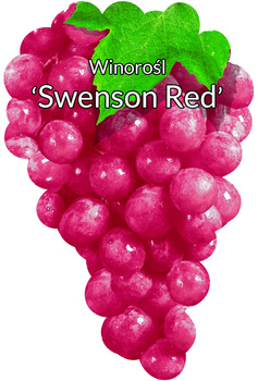 Winorośl Swenson Red