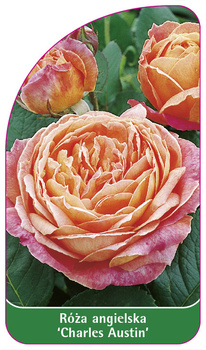 Róza angielska 'Charles Austin'