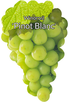 Winorośl Pinot Blanc