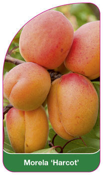 Morela 'Harcot'