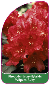 Rhododendron-Hybride 'Wilgens Ruby'