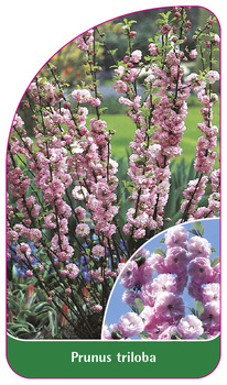 Prunus triloba