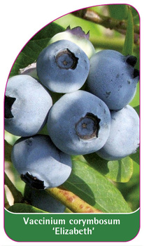 Vaccinium corymbosum 'Elizabeth'