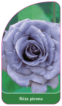 Róza pienna Nr. 5