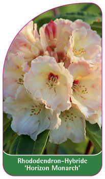 Rhododendron-Hybride 'Horizon Monarch'