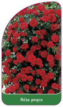 Róza pnąca Nr. 319